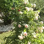 Bed & Breakfast La Des Violettes Toulouse
