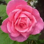La Des Violettes Alojamento de Acomodação e Pequeno-almoço 4*