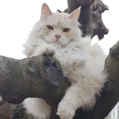 Alojamento de Acomodação e Pequeno-almoço La Des Violettes 4*