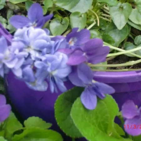 La Des Violettes Bed & Breakfast Tolosa