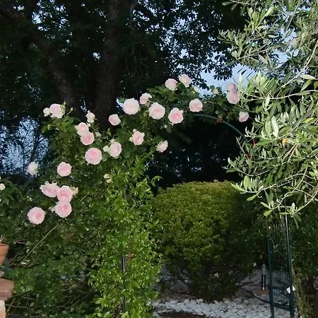 La Des Violettes Bed & Breakfast *