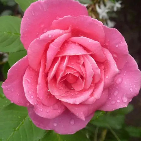 La Des Violettes Oda ve Kahvaltı 4*