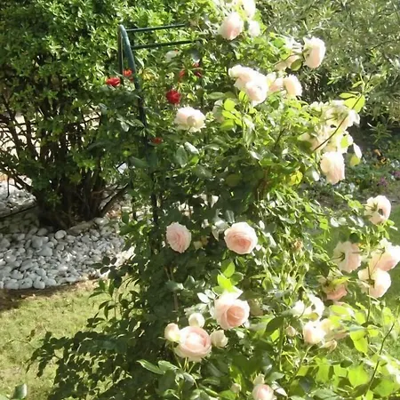 Bed & Breakfast La Des Violettes Toulouse