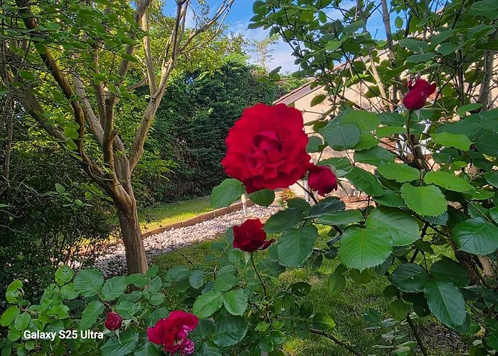 Panzió La Des Violettes 4*