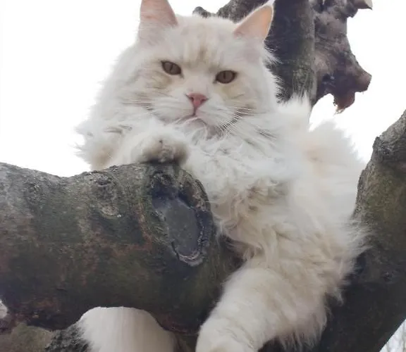 Panzió La Des Violettes 4*