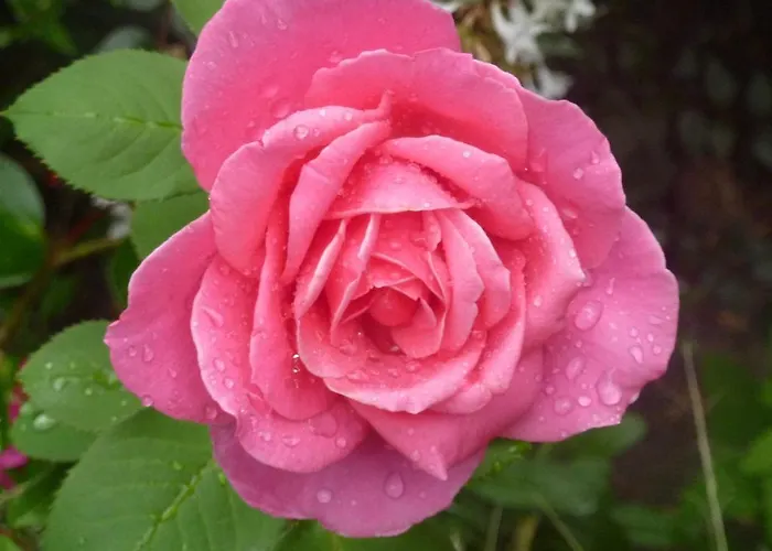 La Des Violettes Panzió 4*