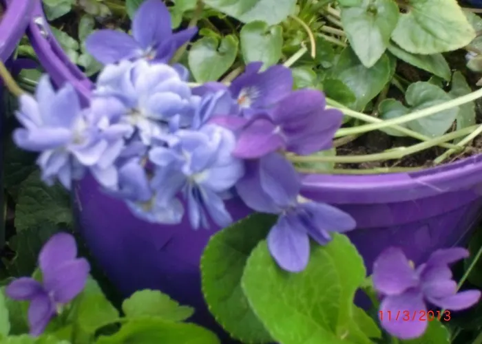 La Des Violettes Panzió Toulouse